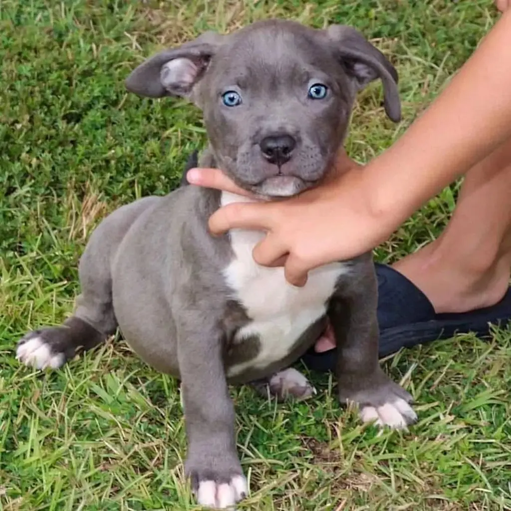 Cachorro de Pitbull