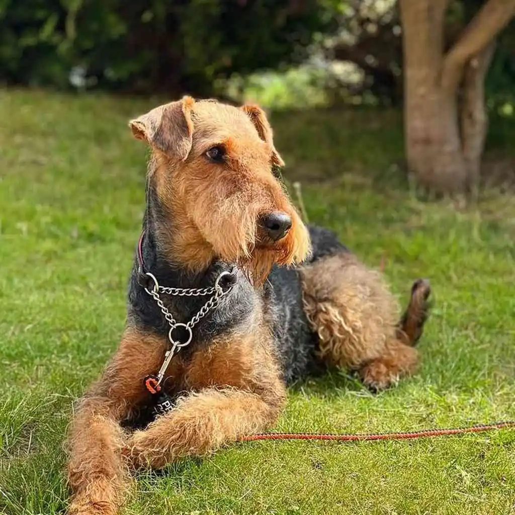 Airedale Terrier foto 5