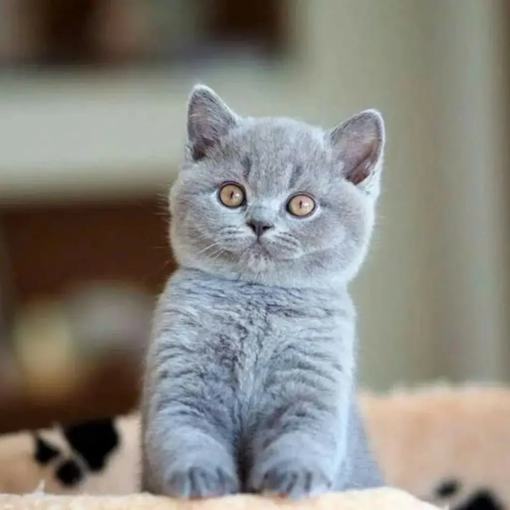 British Shorthair foto 3