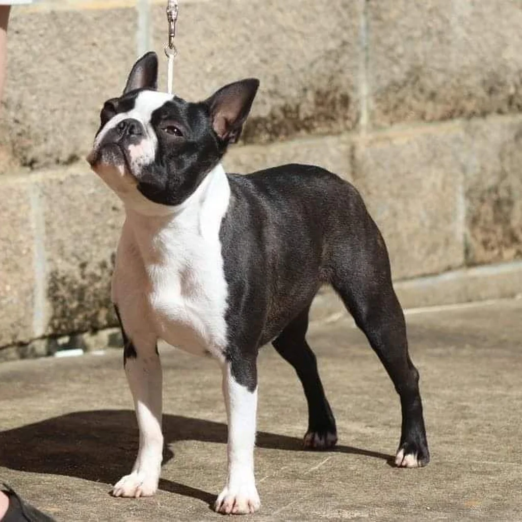 Boston Terrier foto 3