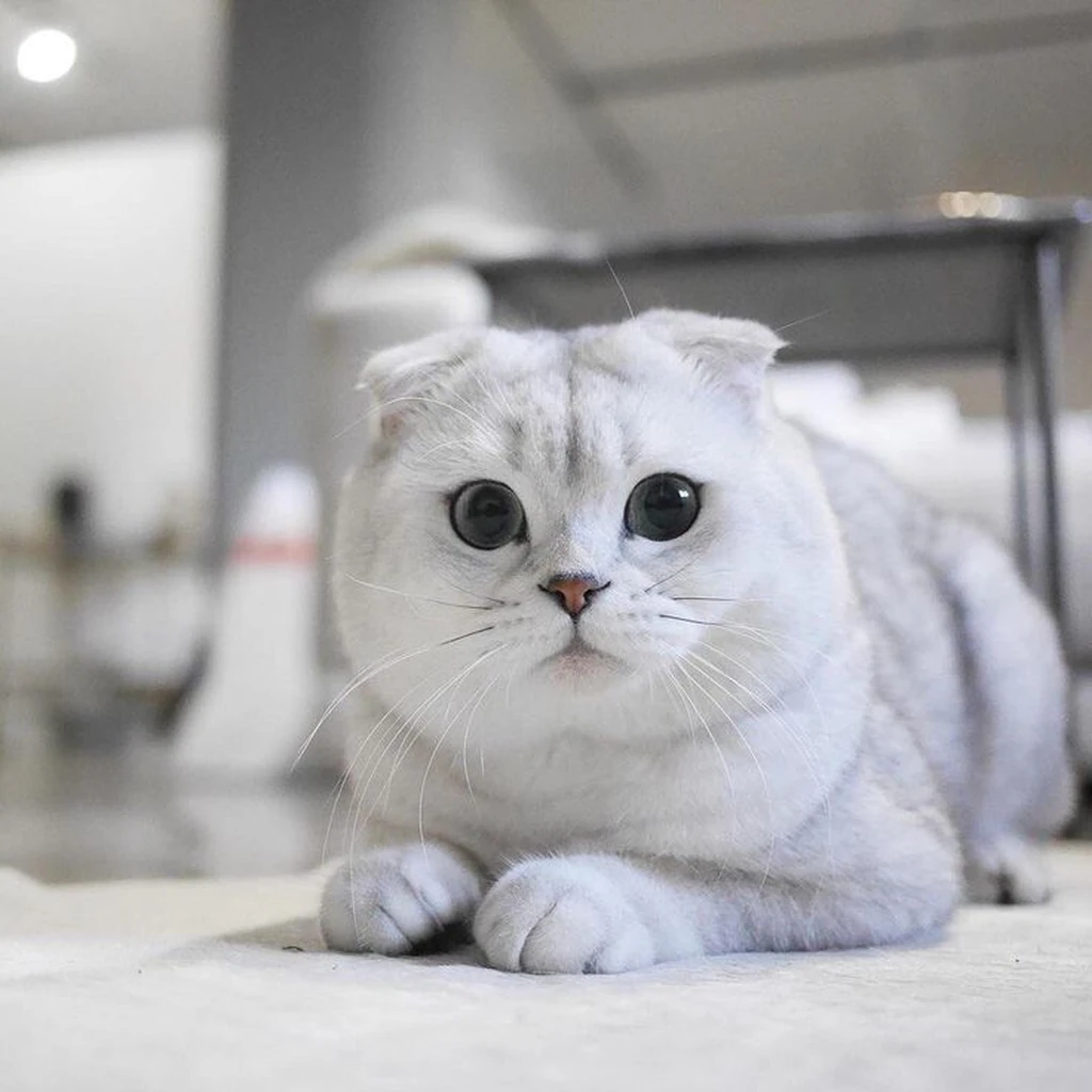 Scottish Fold foto 6