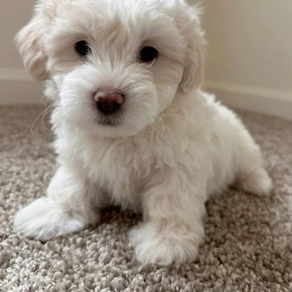 Maltipoo foto 2