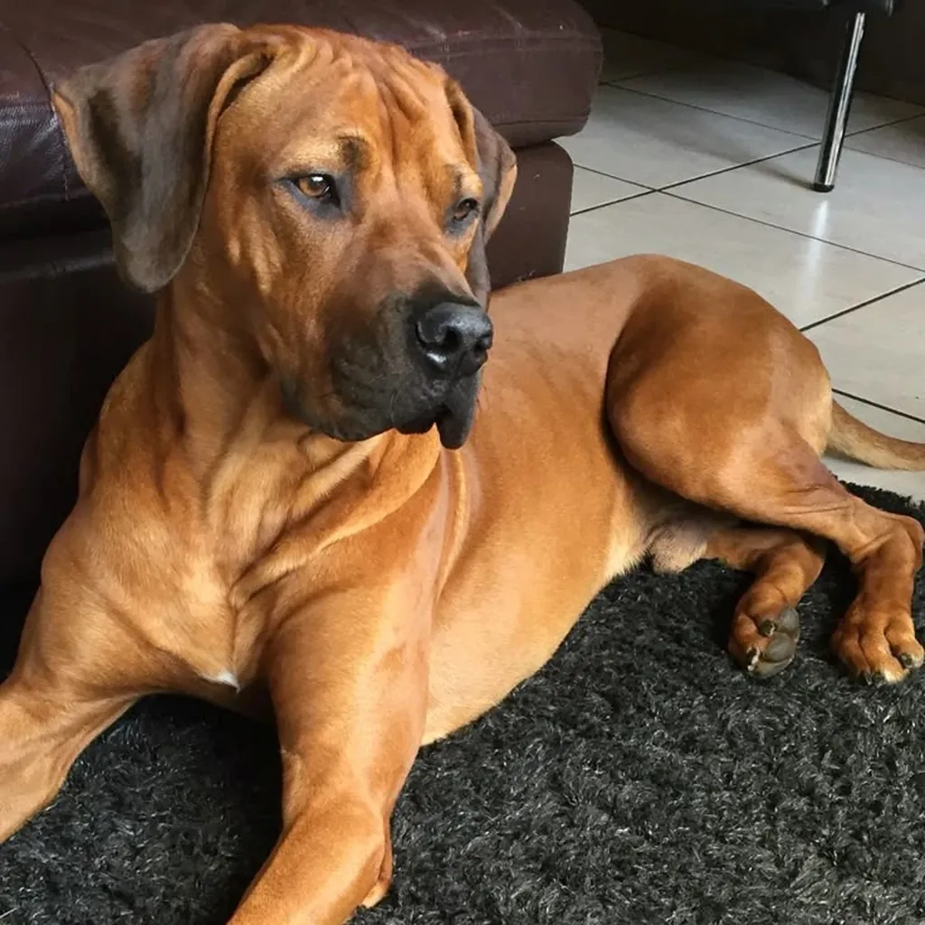 Cachorro de Rhodesian Ridgeback