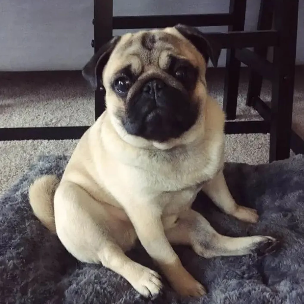 Pug foto 6