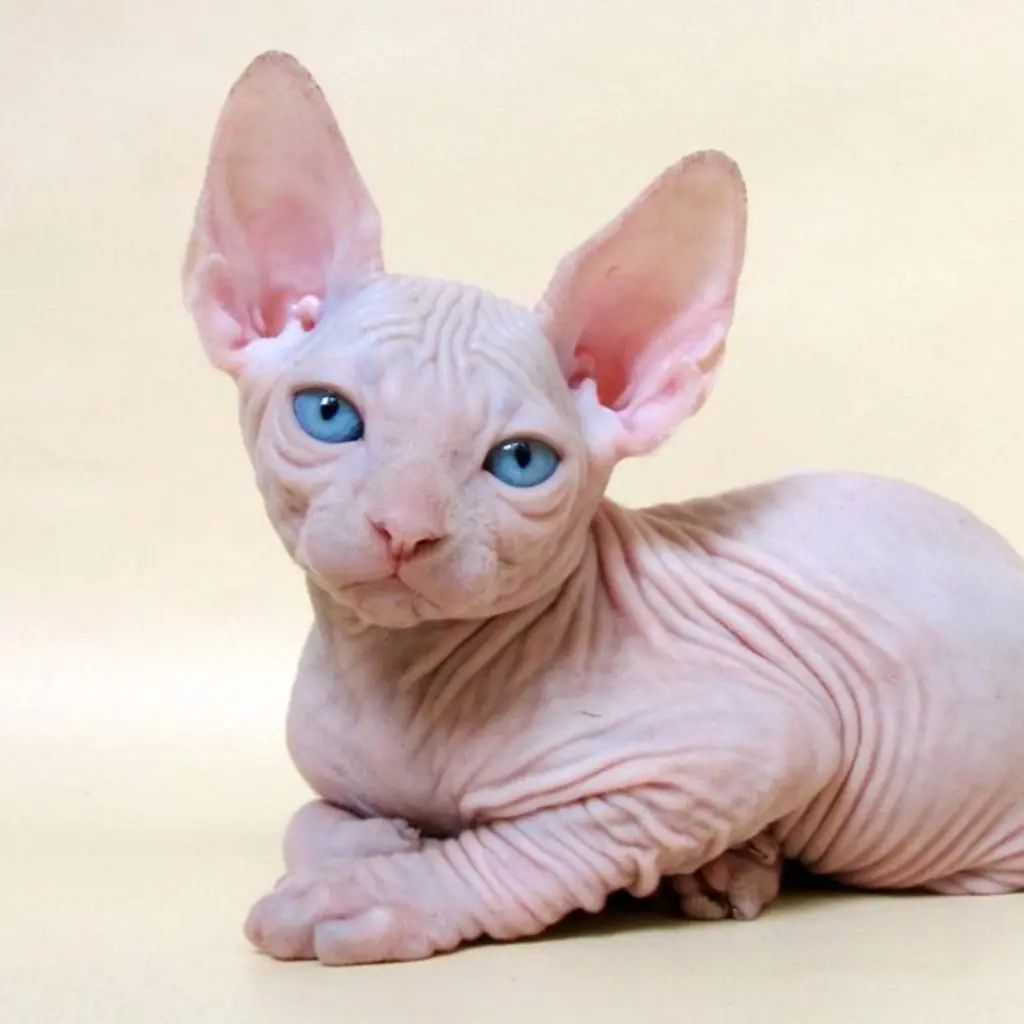 Esfinge (Sphynx) foto 3