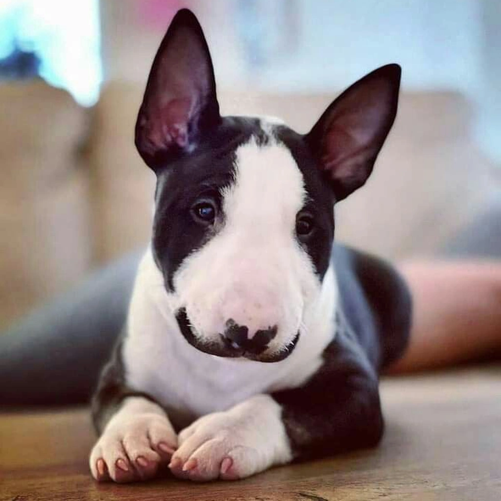 Cachorro de Bull Terrier
