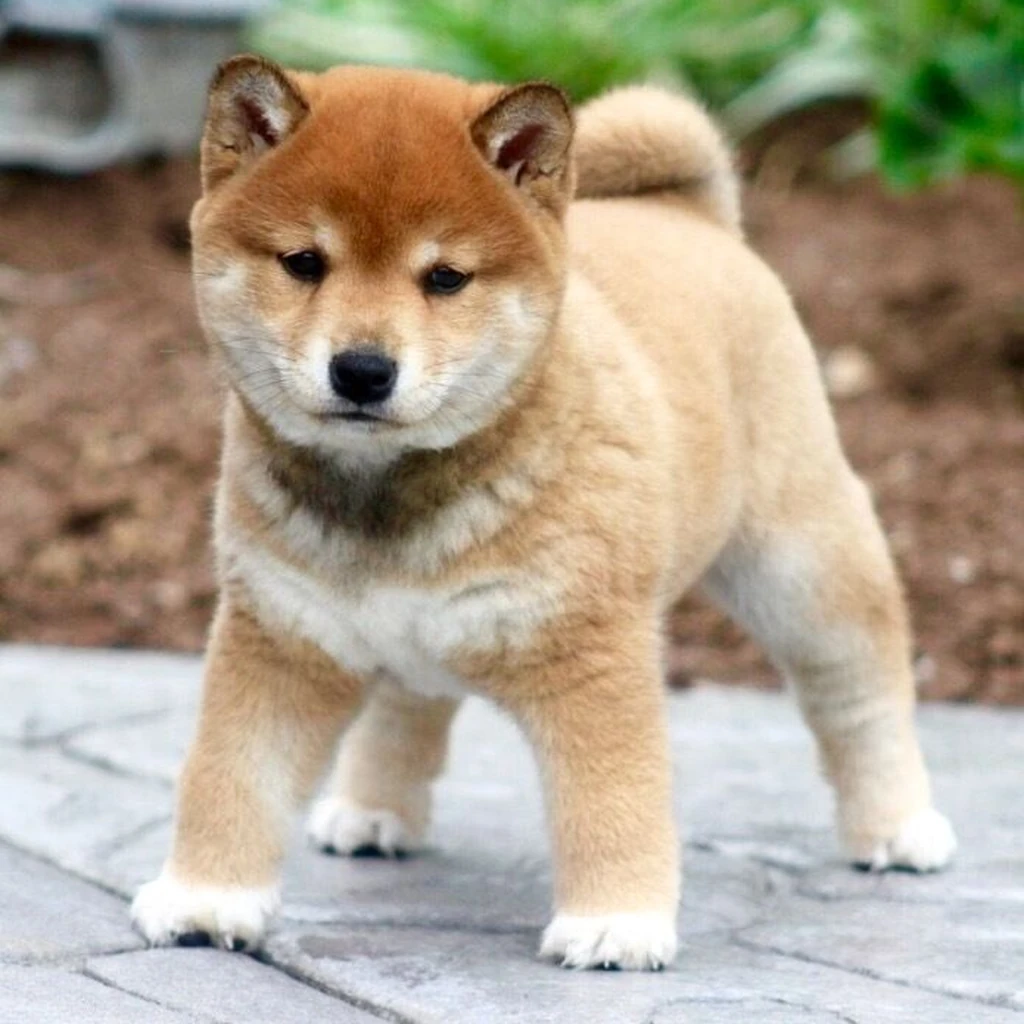 Shiba Inu foto 2
