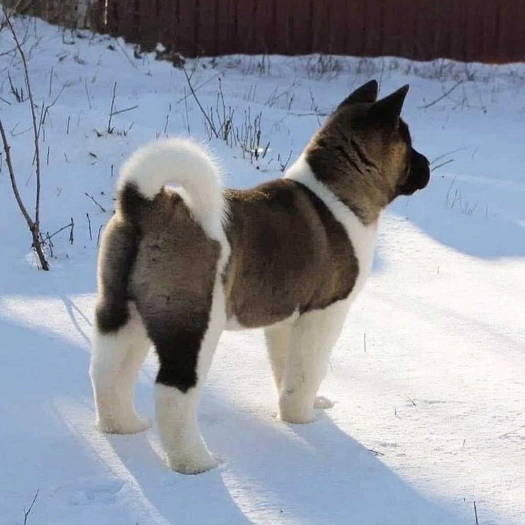 Akita Americano foto 6