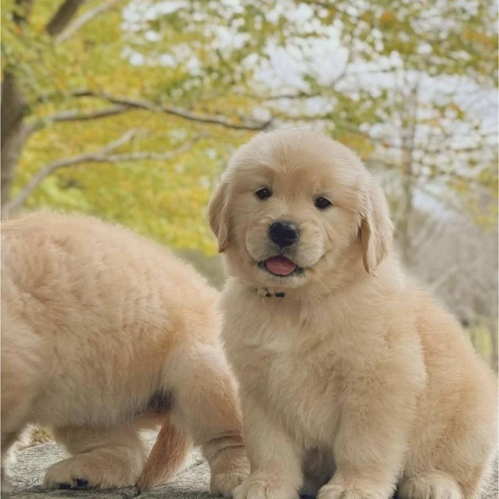 Golden Retriever foto 3
