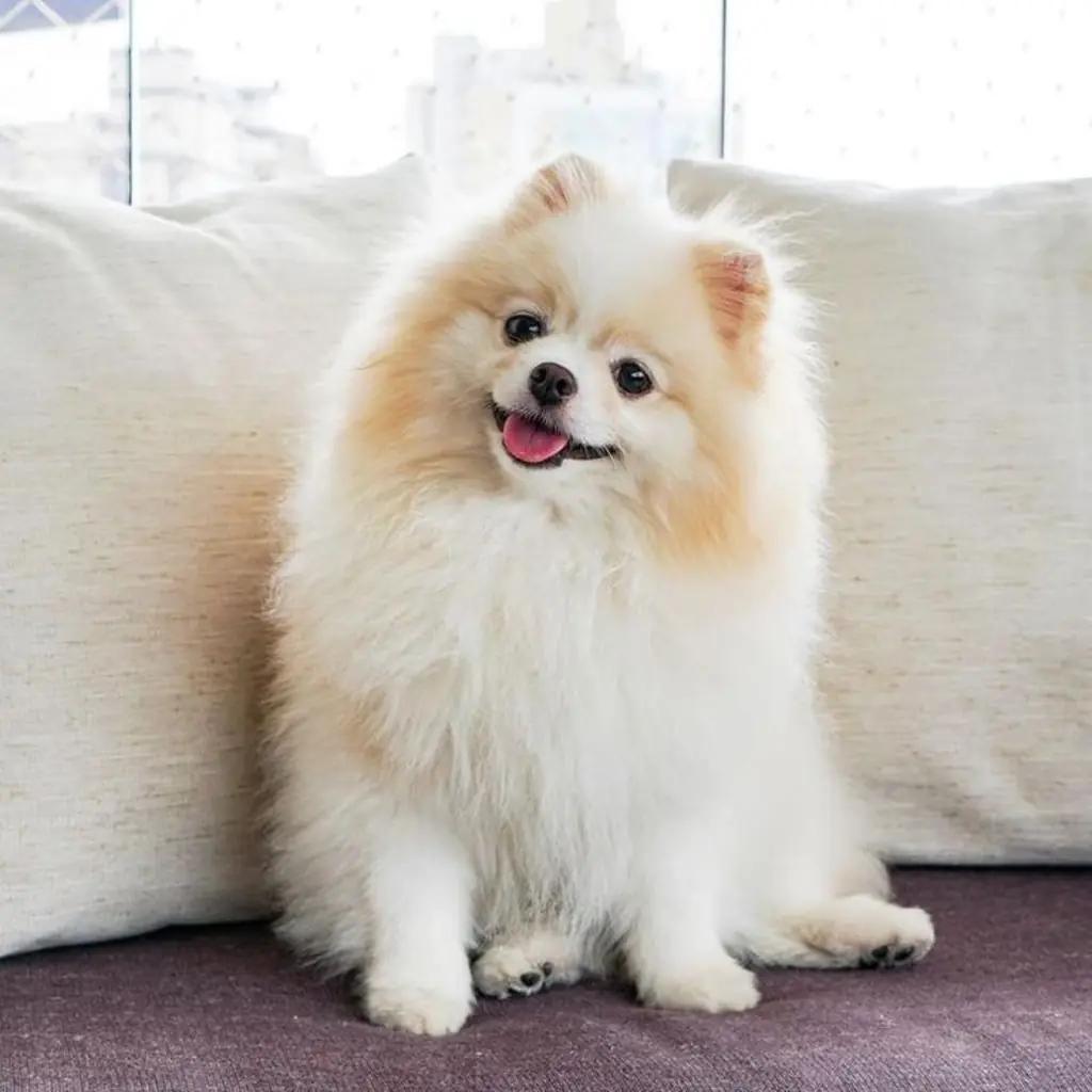 Pomerania Cara de Zorro foto 2