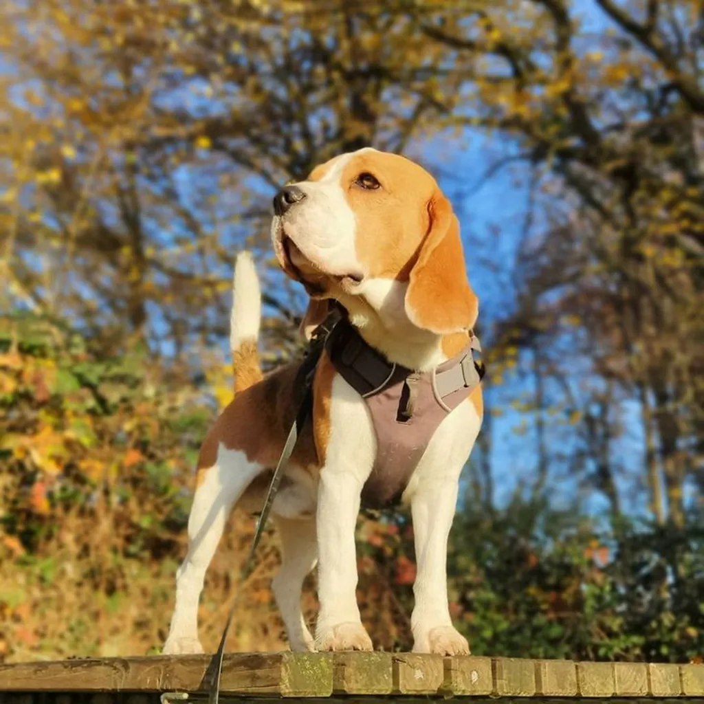 Beagle foto 3