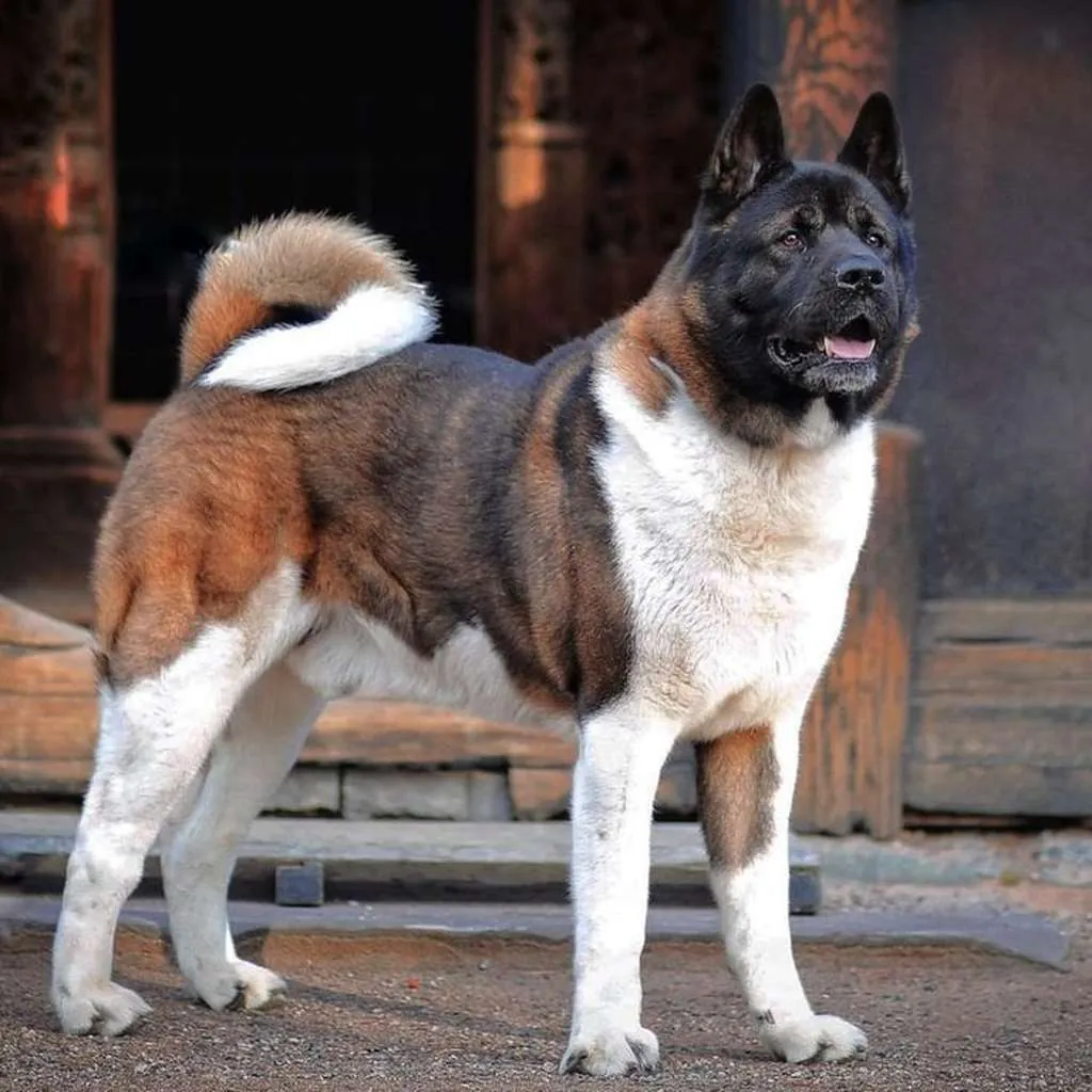 Cachorro de Akita Americano