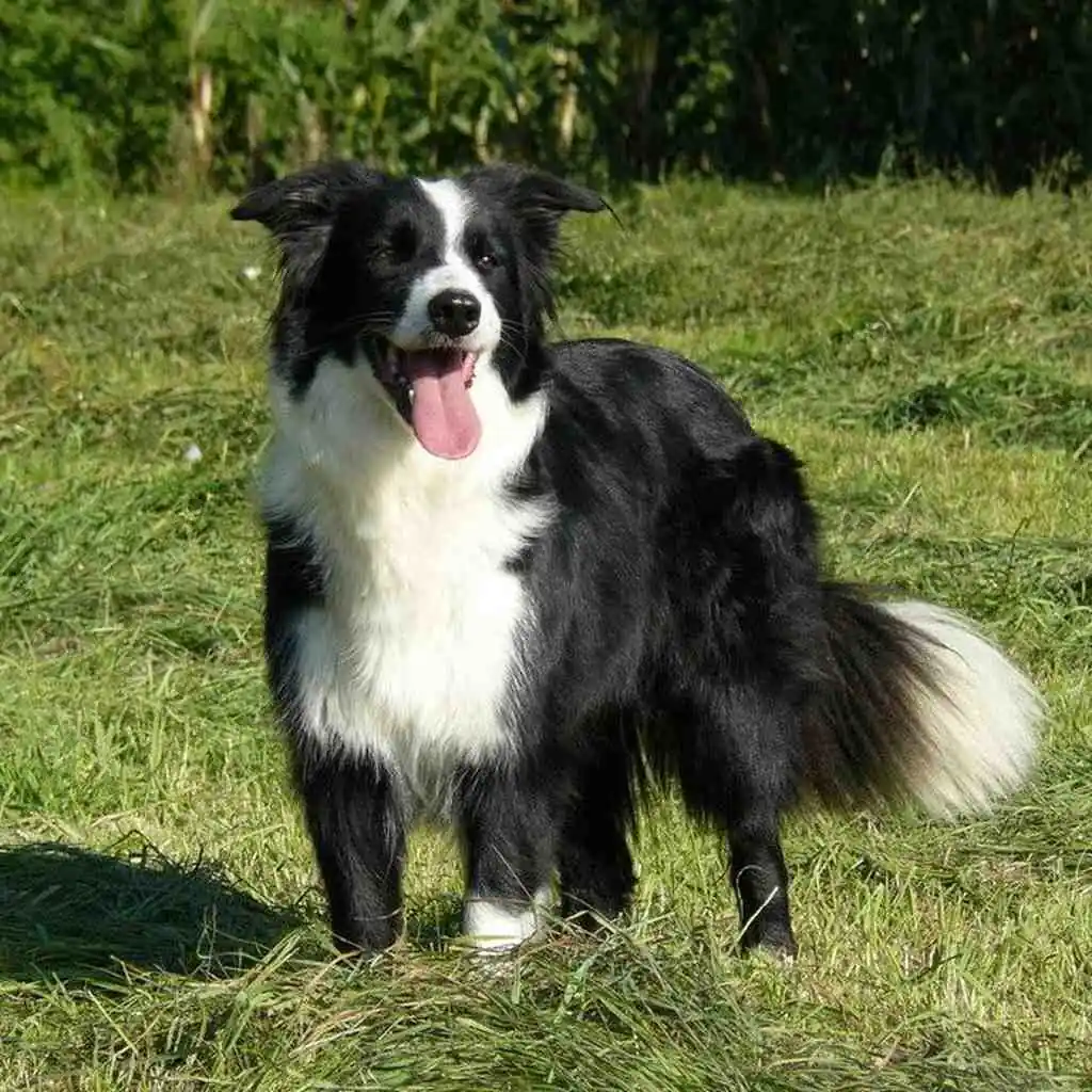 Border Collie foto 3