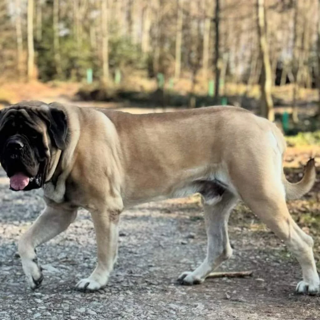 Bullmastiff foto 4