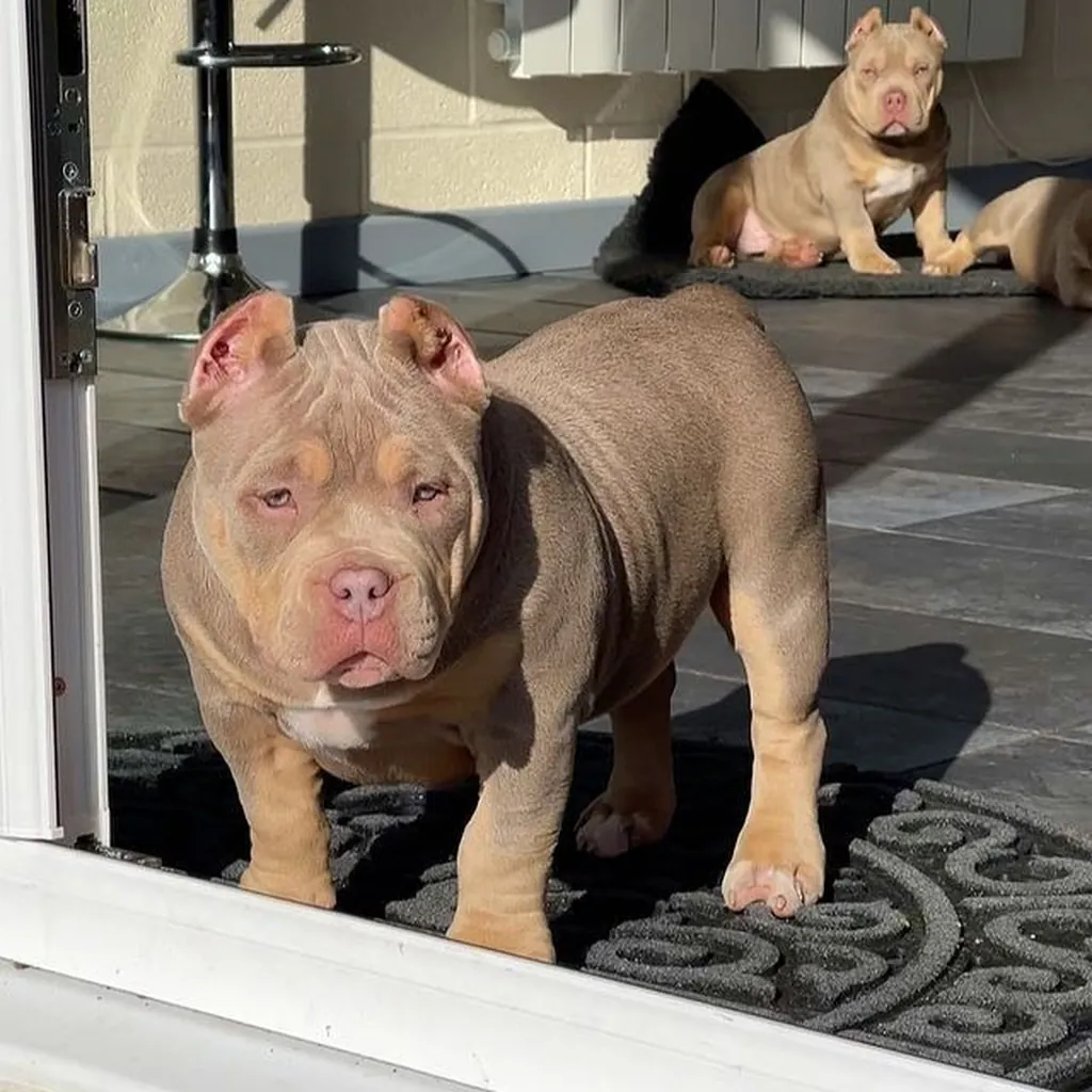 American Bully foto 5