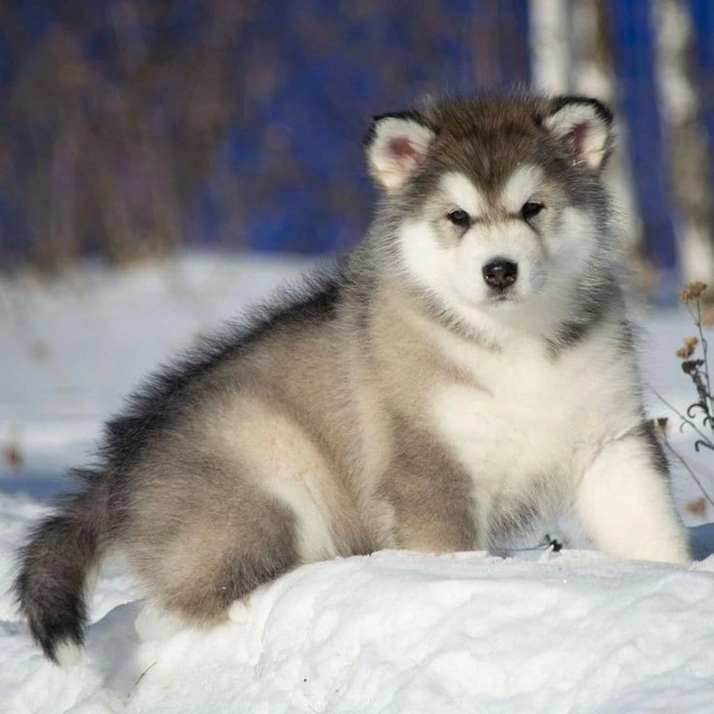 Alaskan Malamute foto 4