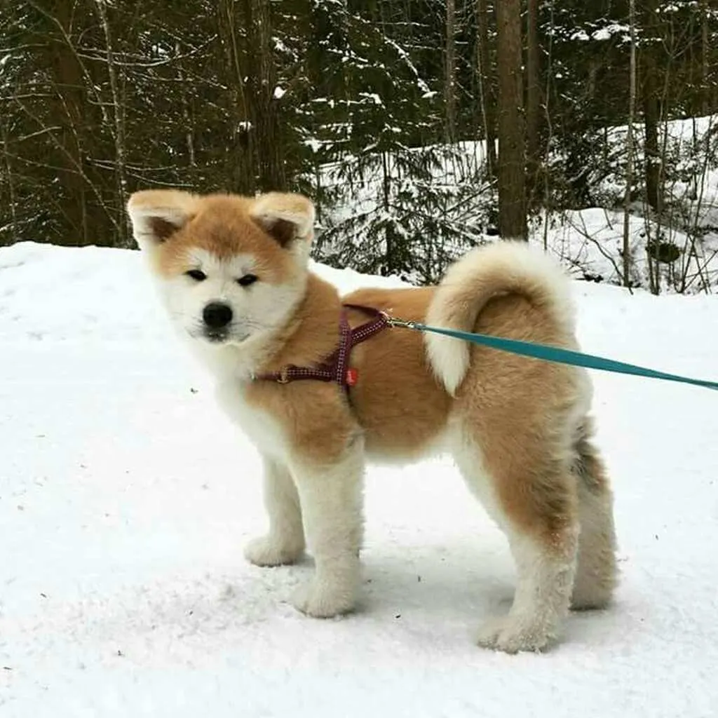 Akita Inu foto 4