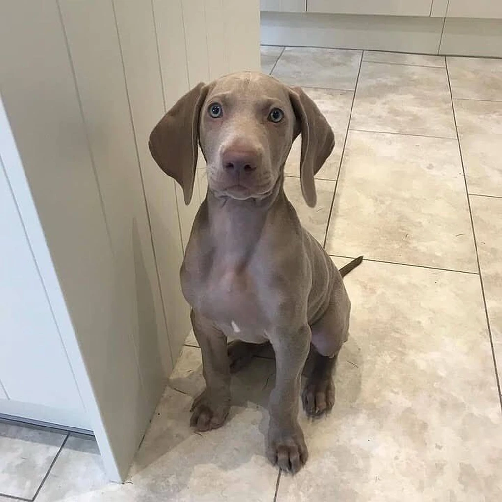 Weimaraner foto 3