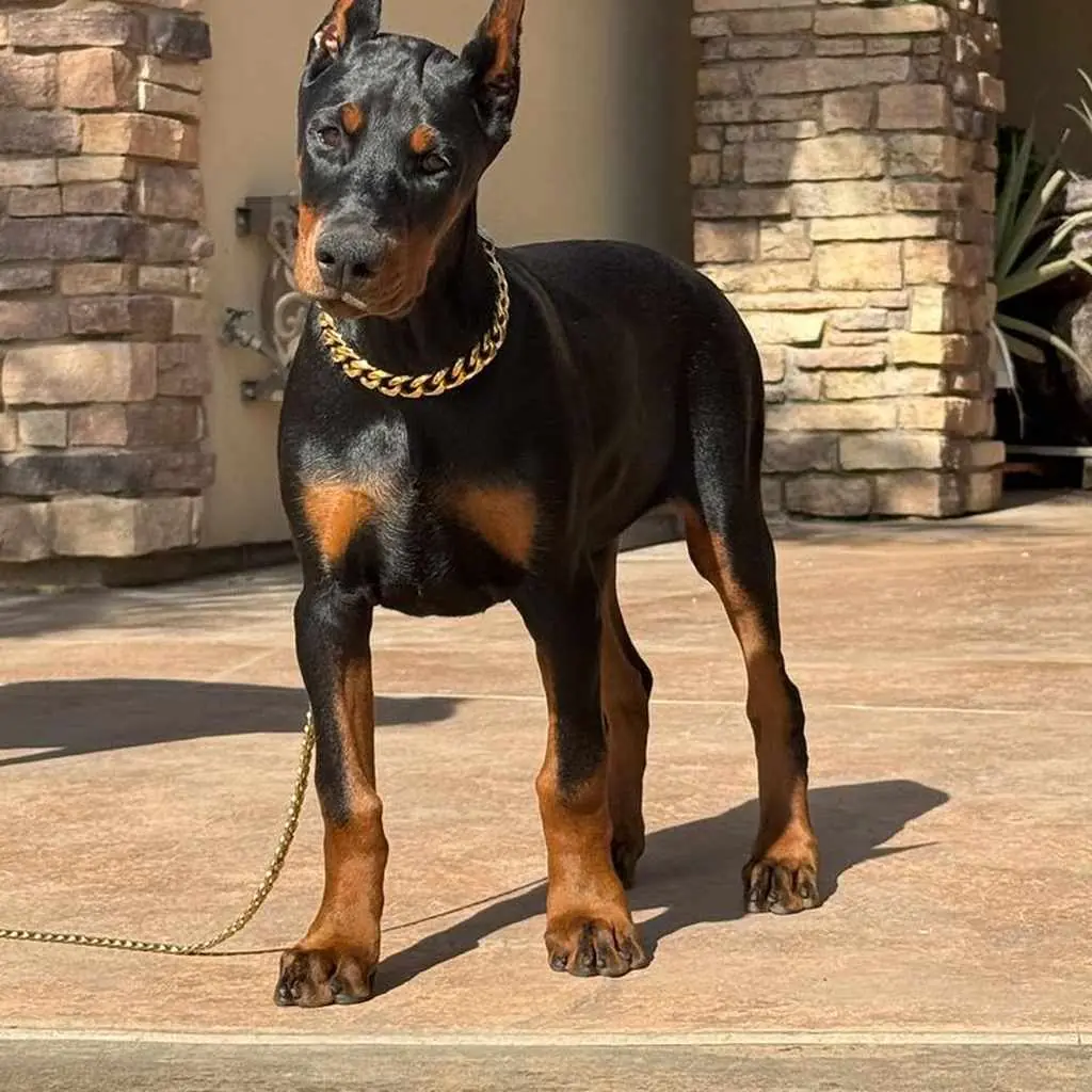 Doberman foto 2