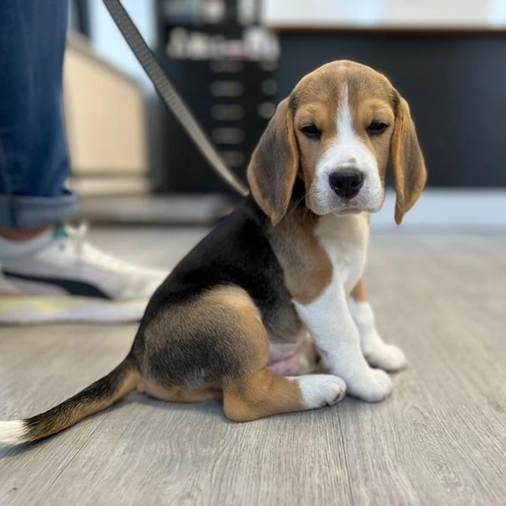 Beagle foto 5