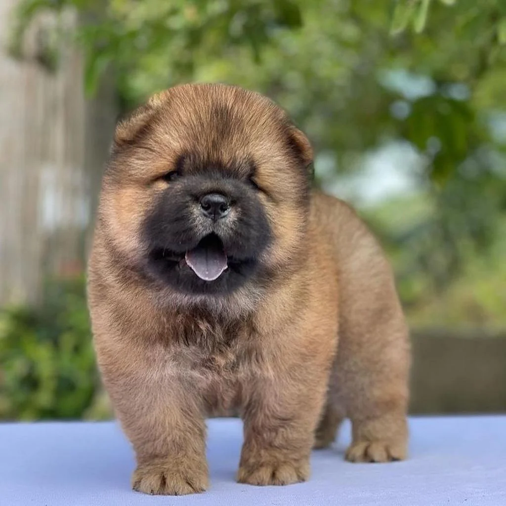 Chow Chow foto 3