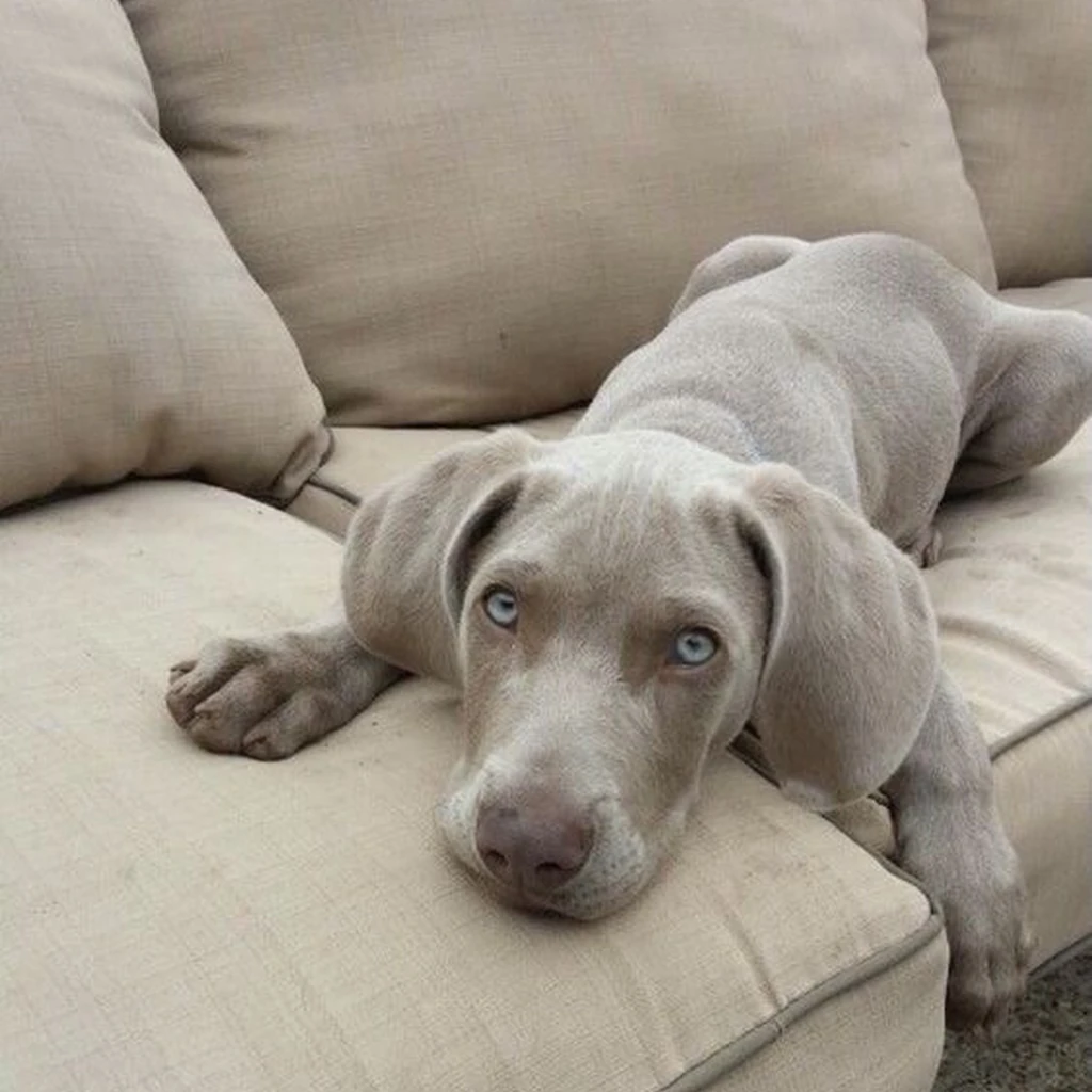 Cachorro de Weimaraner