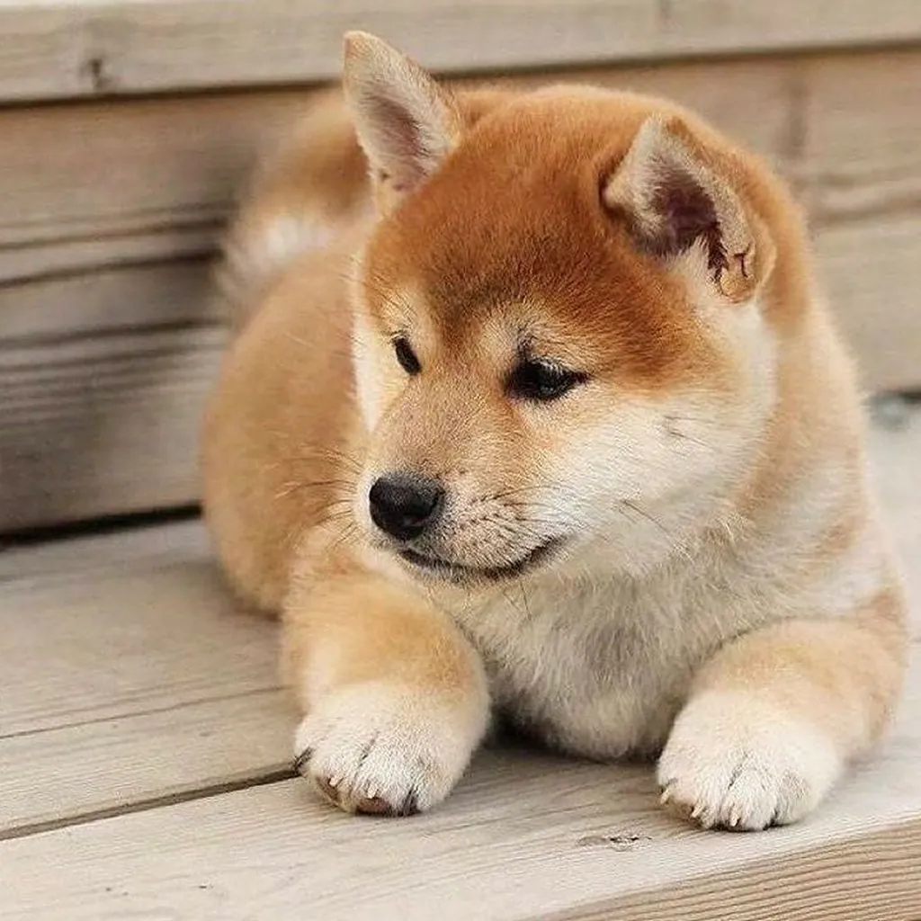 Shiba Inu foto 5