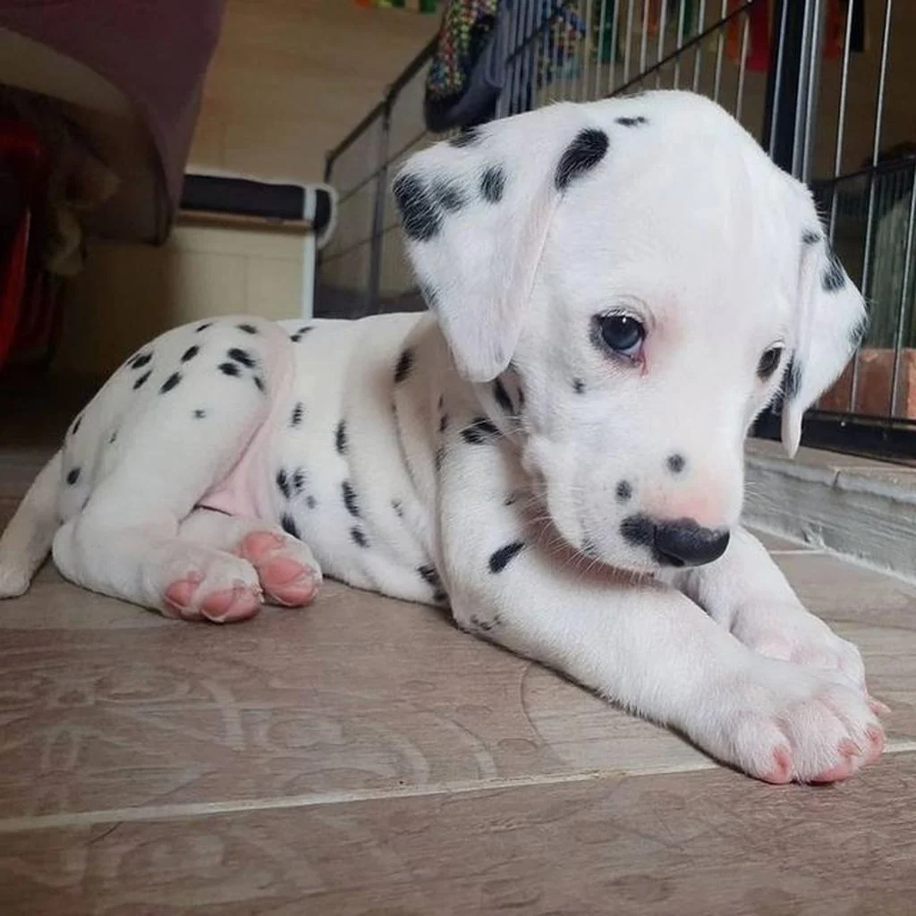Cachorro de Dálmata