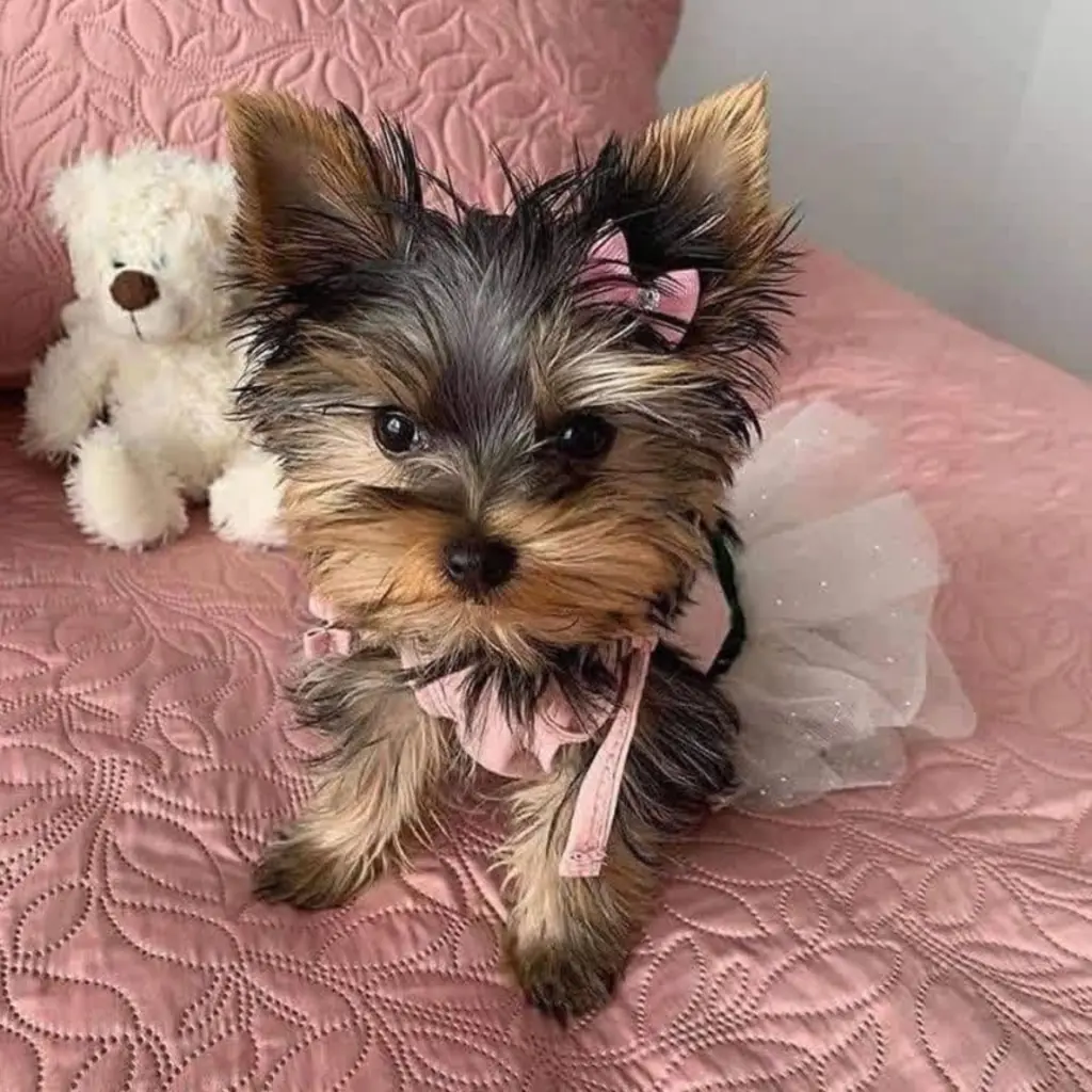 Yorkshire Terrier foto 2