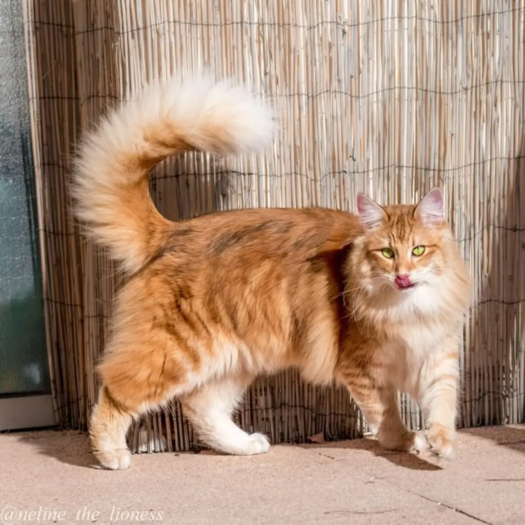 Maine Coon foto 4