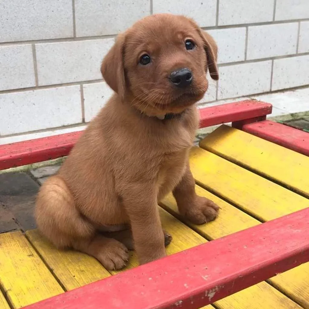 Labrador Retriever foto 6