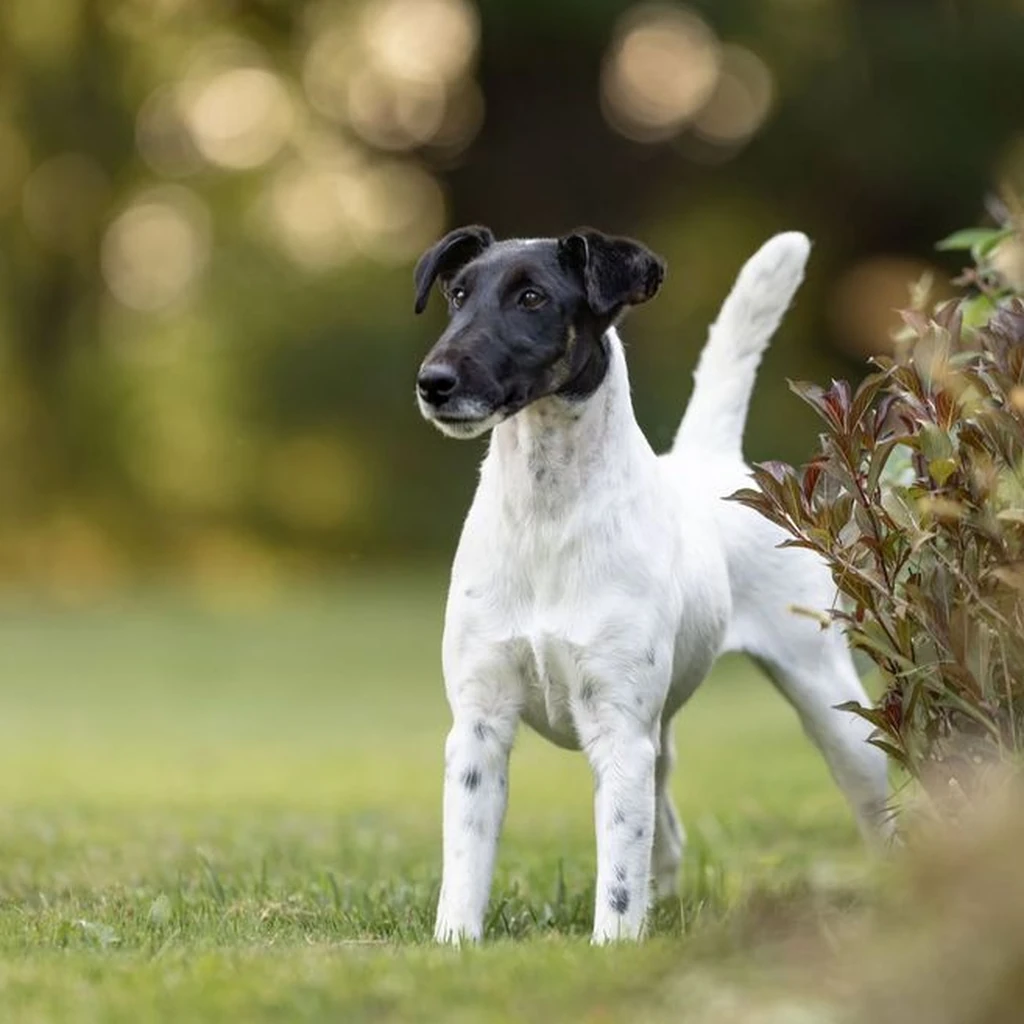 Fox Terrier foto 5