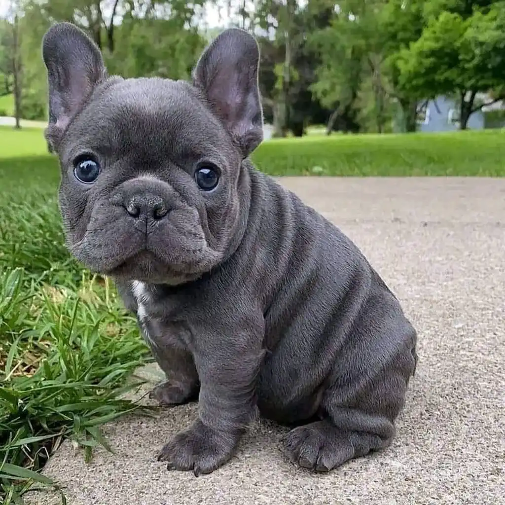 Razas Medianas - cachorro 2