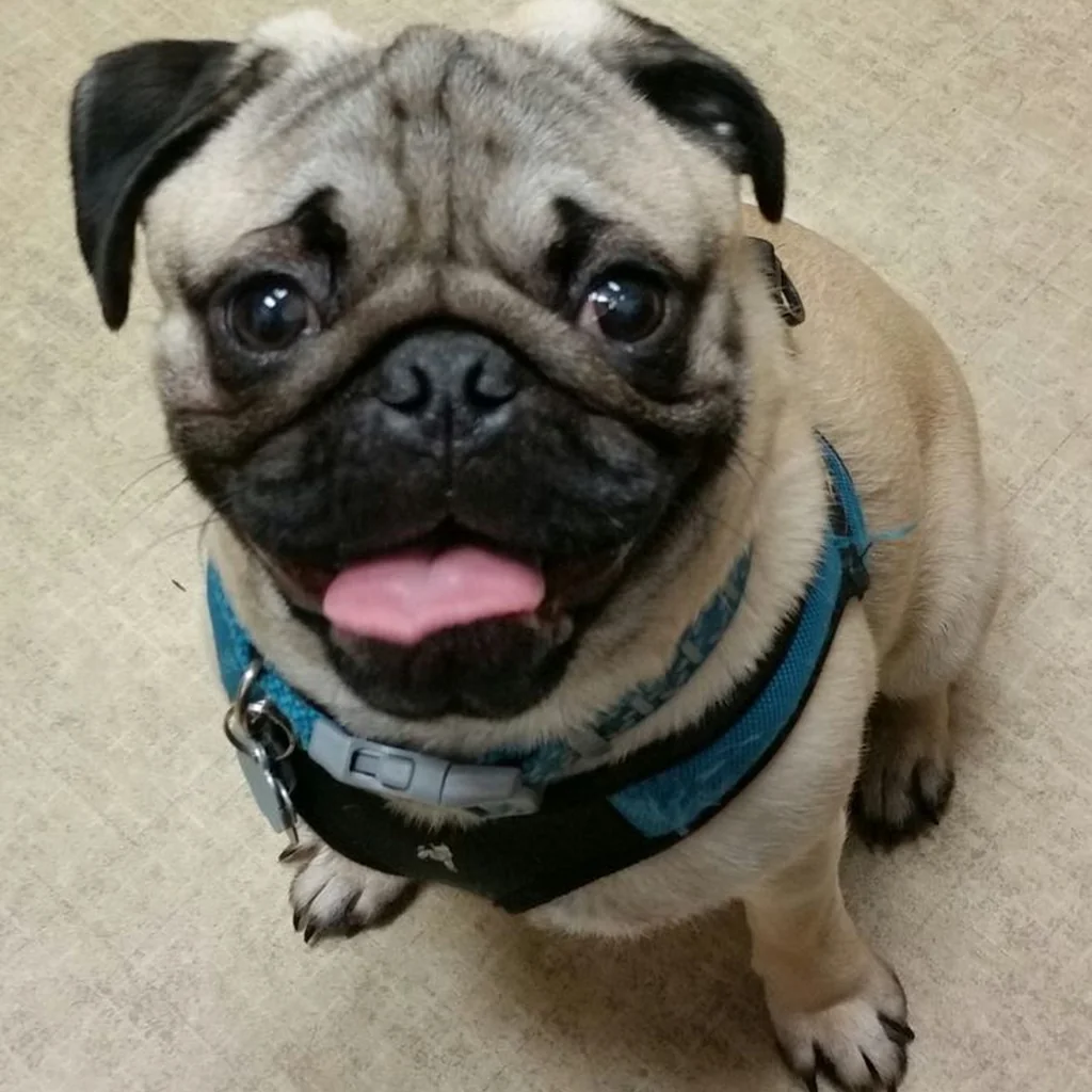 Pug foto 4