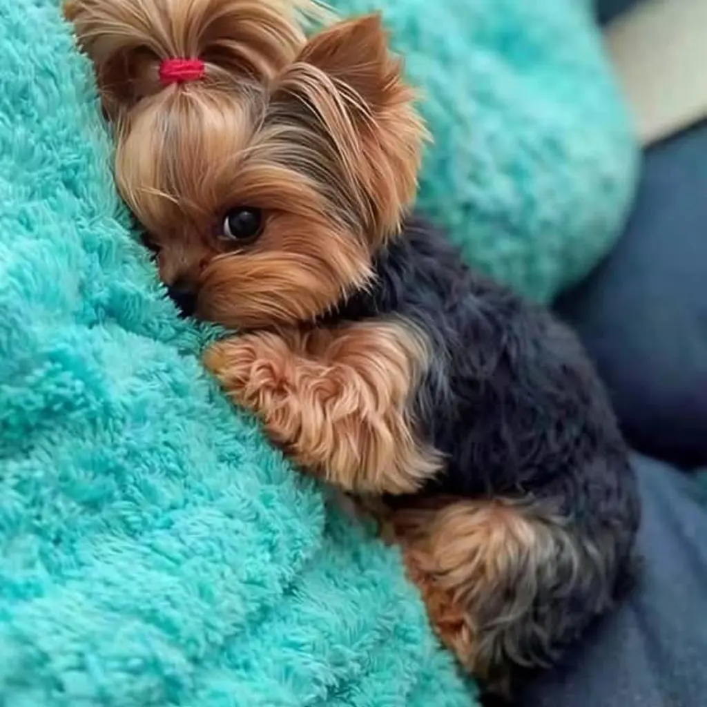 Yorkshire Terrier foto 3