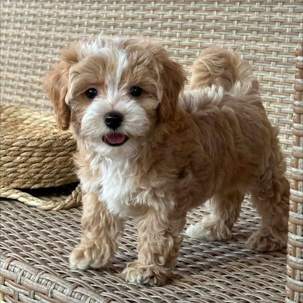 Maltipoo foto 4