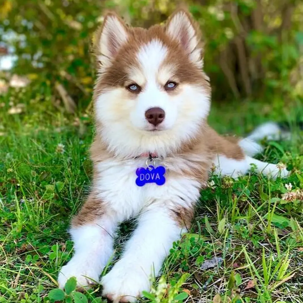Cachorro de Pomsky