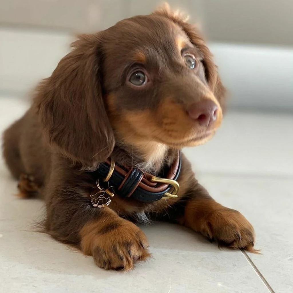 Teckel (Dachshund) foto 5