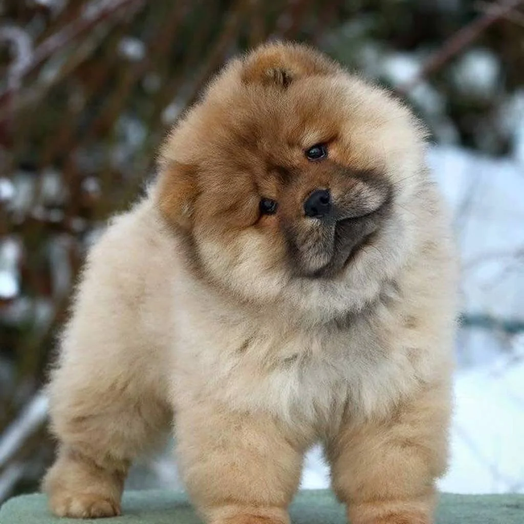 Chow Chow foto 2