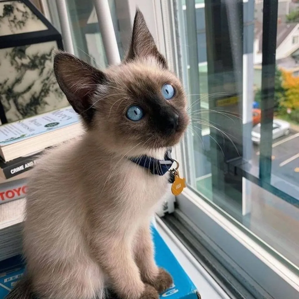 Gato de raza Siamés