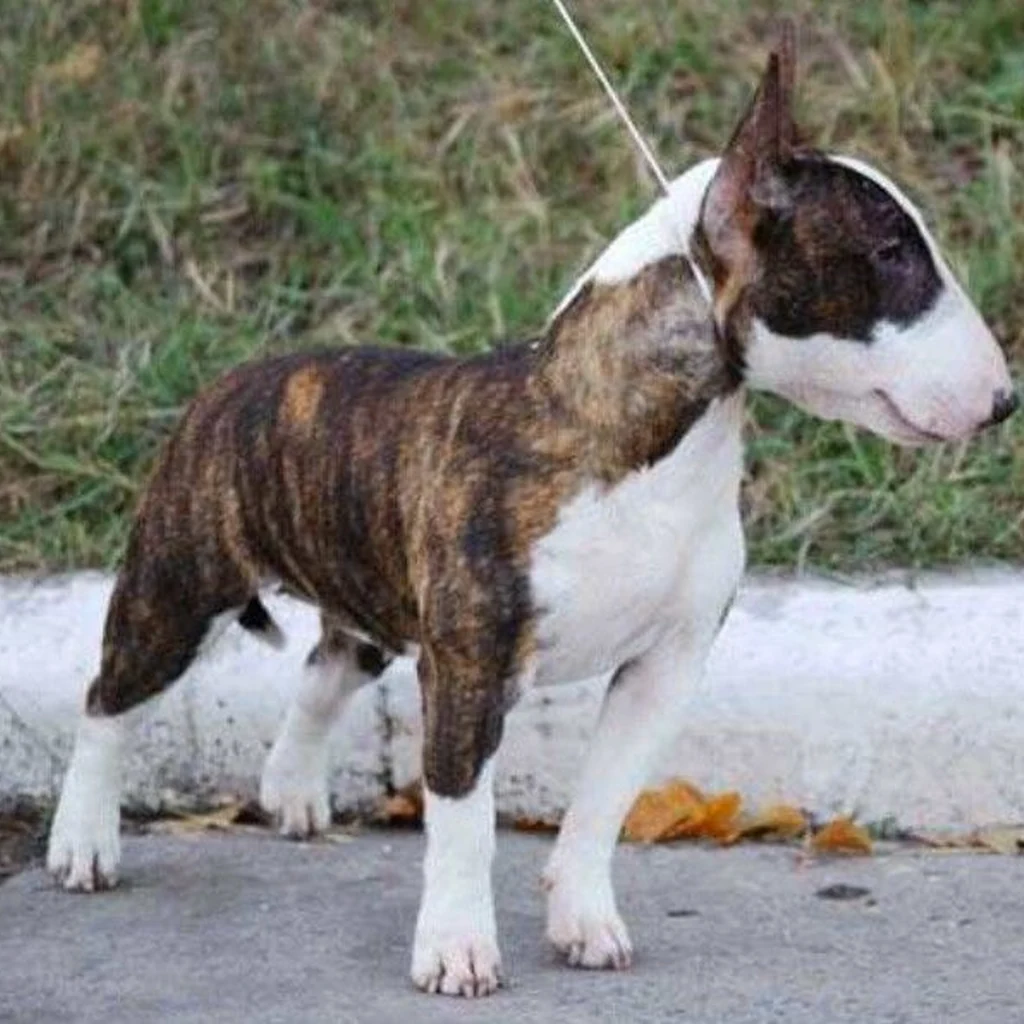 Bull Terrier foto 3