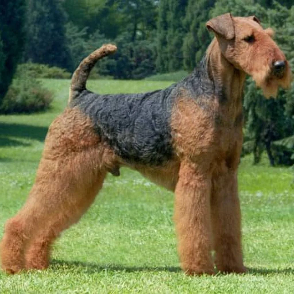 Airedale Terrier foto 4