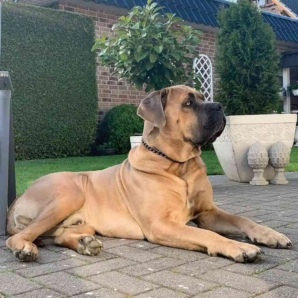 Bullmastiff foto 5