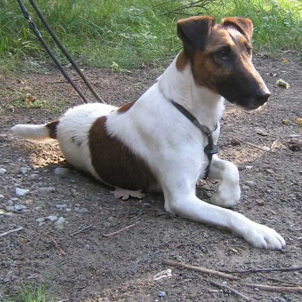 Fox Terrier foto 4