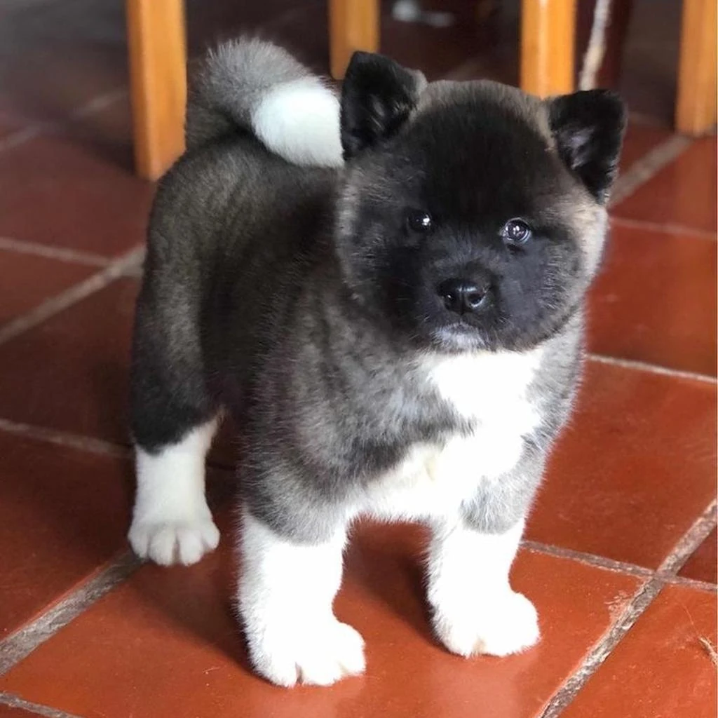 Akita Americano foto 5