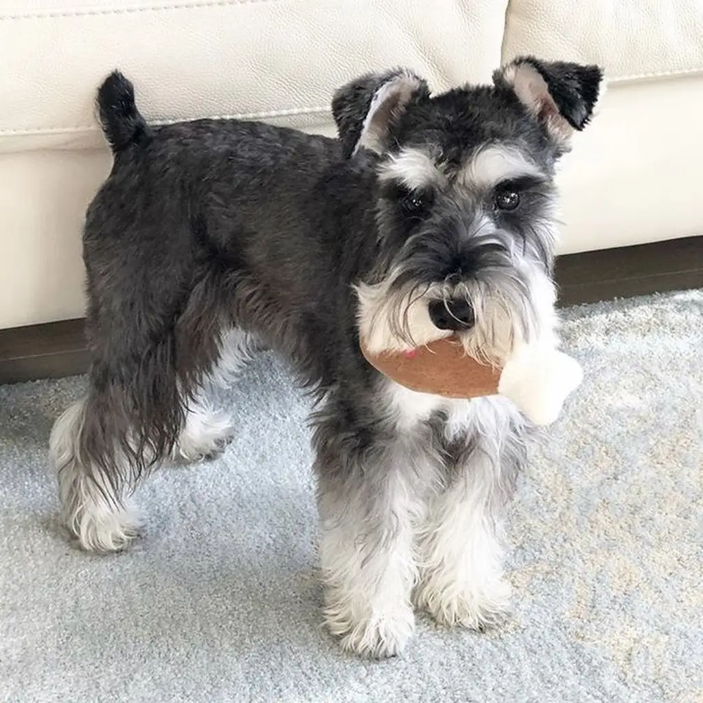 Schnauzer foto 3