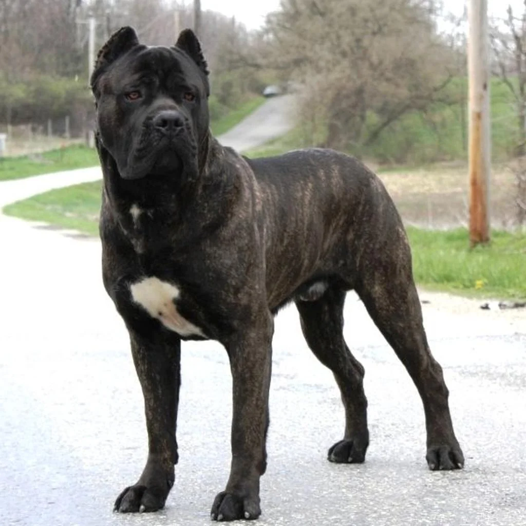 Cane Corso foto 2