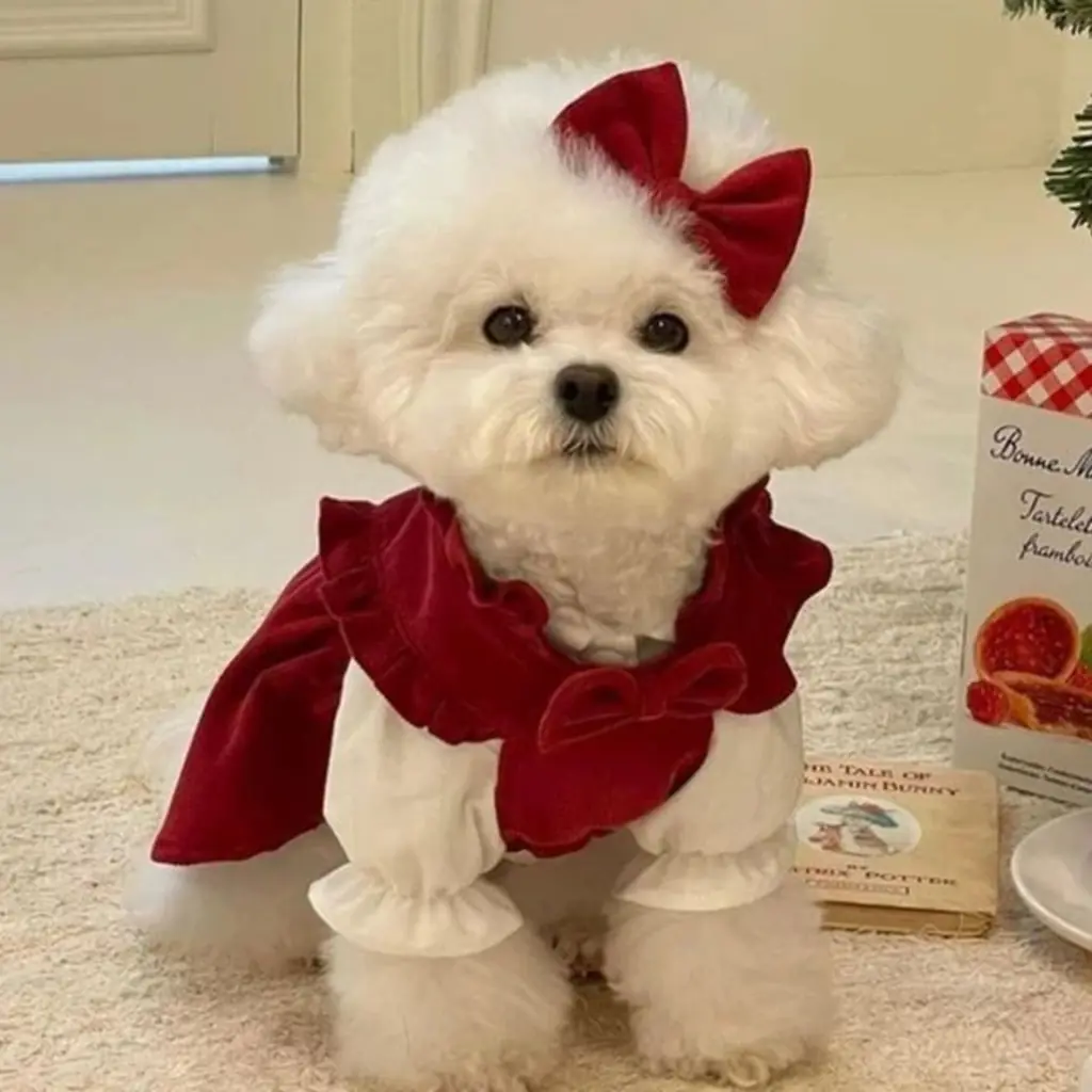 Poodle Mini Toy foto 2