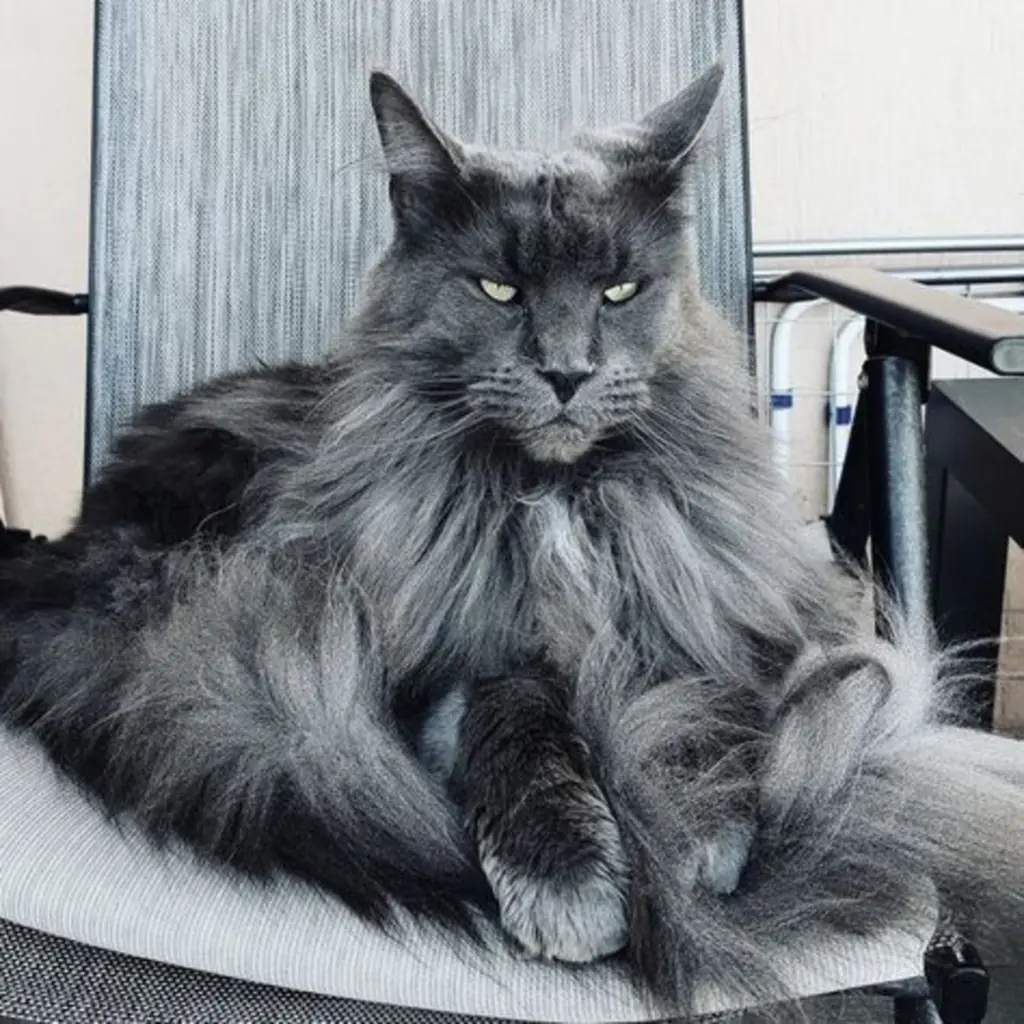 Maine Coon foto 2