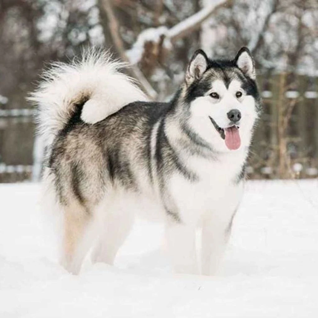 Alaskan Malamute foto 6